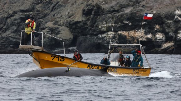 Científicos que estudian a las ballenas compartieron últimas investigaciones con la comunidad de Chañaral de Aceituno