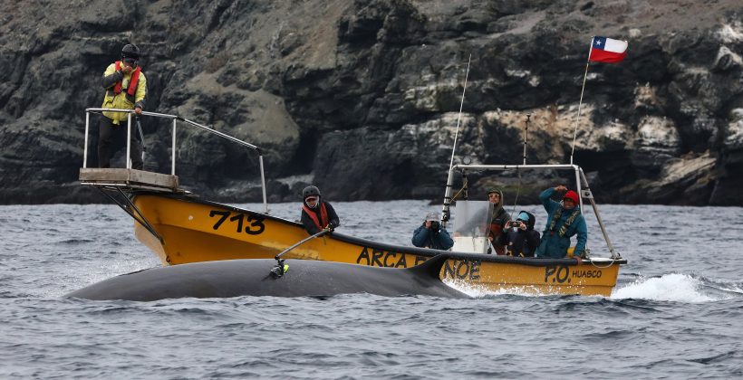 Científicos que estudian a las ballenas compartieron últimas investigaciones con la comunidad de Chañaral de Aceituno