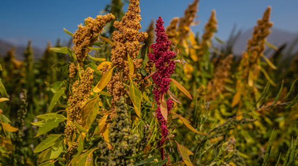Comida para el futuro: Científicos desarrollan alimento para peces a base de quinoa