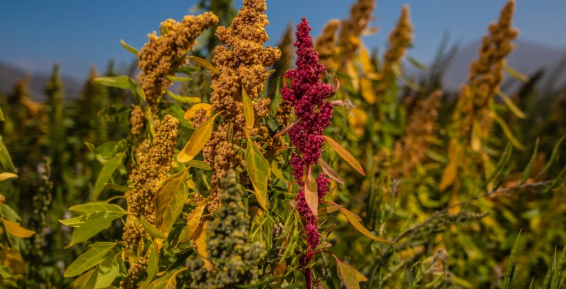 Comida para el futuro: Científicos desarrollan alimento para peces a base de quinoa