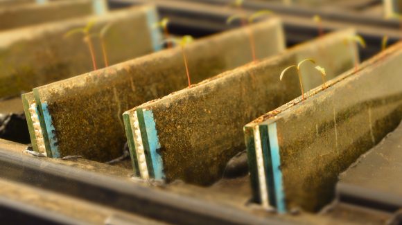 ¿Qué es la fitorremediación? Conoce el procedimiento que puede ayudar a descontaminar suelos con contenido de metales pesados
