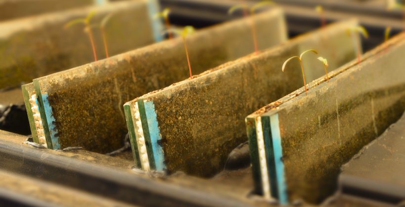 ¿Qué es la fitorremediación? Conoce el procedimiento que puede ayudar a descontaminar suelos con contenido de metales pesados