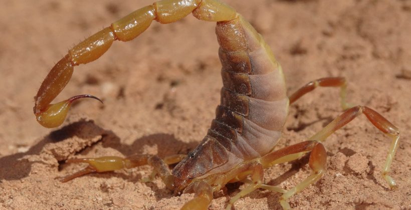 Brachistosternus: Los escorpiones que se distribuyen por todo Sudamérica y se adaptan a condiciones extremas