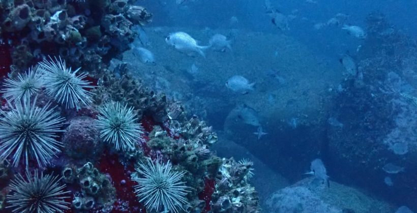 ¿Qué cambios están observando los científicos en el océano?