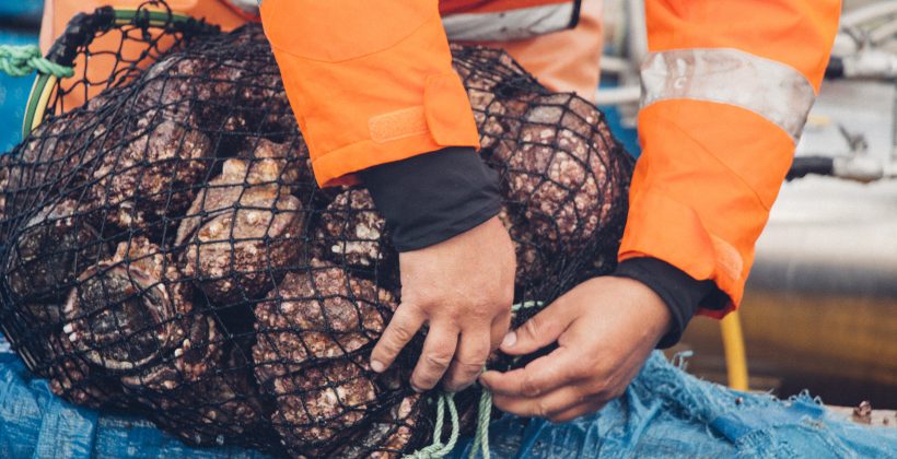 Investigación revela cómo afecta la salmuera de las desalinizadoras a especie clave del ecosistema marino chileno