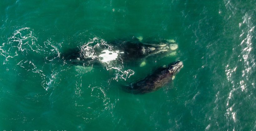 Avistamiento de ballena franca austral con su cría sorprende en la costa de La Serena
