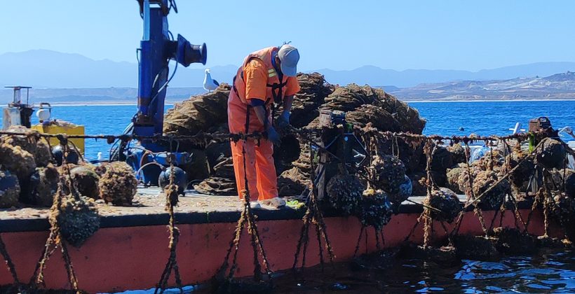 Científicos del CEAZA junto a la comunidad de Tongoy analizan la forma en que eventos climáticos han afectado la pesca y acuicultura local