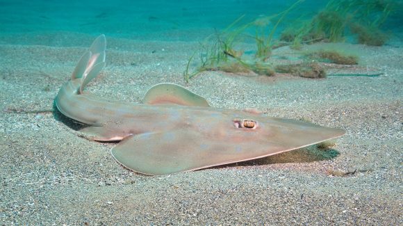 Científicos chilenos intentan trazar la ruta del pez guitarra, una especie inofensiva y en peligro de extinción