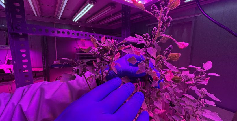 ¿Puede la quinoa ayudar a recuperar “tierras raras” y limpiar relaves mineros? Un proyecto chileno busca la respuesta