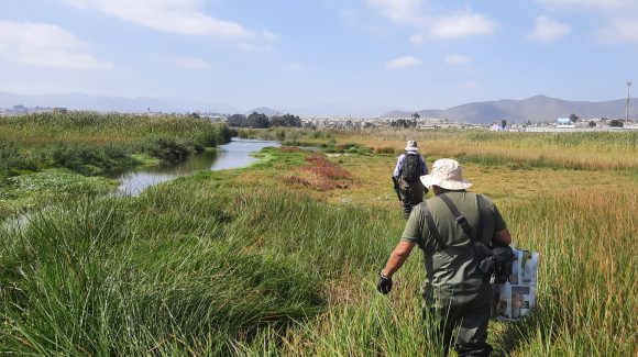 En el Día de los Humedales 2026: El Centro Científico CEAZA invita a actividad en terreno en el Parque Urbano Cerro Grande