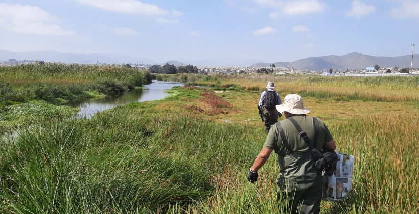 En el Día de los Humedales 2026: El Centro Científico CEAZA invita a actividad en terreno en el Parque Urbano Cerro Grande