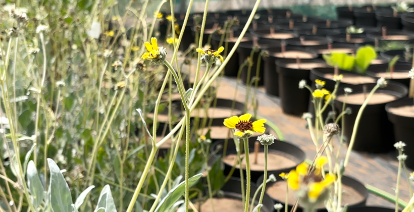 Cómo las áreas verdes pueden ayudar a bajar hasta 10°C la temperatura en zonas urbanas afectadas por la sequía