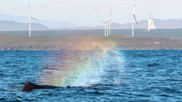 Avistamientos de cachalotes en Isla Chañaral despiertan interés científico y turístico