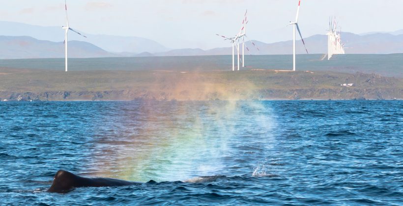 Avistamientos de cachalotes en Isla Chañaral despiertan interés científico y turístico