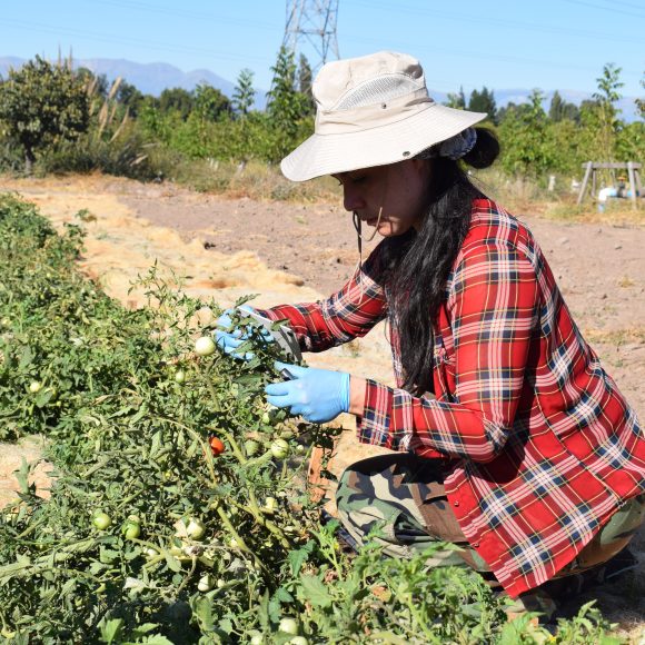 En Vicuña: Científicos informarán sobre potencial de microorganismos para una agricultura sustentable