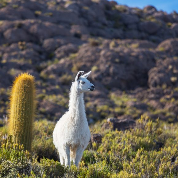 Investigación con National Geographic mostrará que el hábitat de camélidos era mayor en el pasado, mientras su población actual toca mínimos históricos