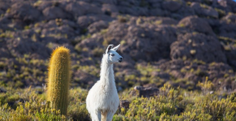 Investigación con National Geographic mostrará que el hábitat de camélidos era mayor en el pasado, mientras su población actual toca mínimos históricos
